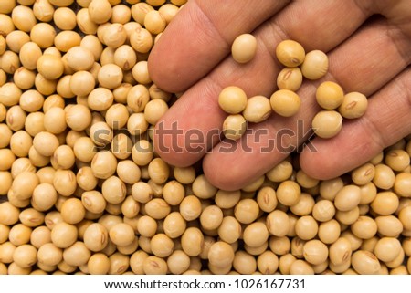 Glycine max is scientific name of Soybean legume. Also known as Soya Bean and Soja. Person with grains in hand. Macro. Whole food.