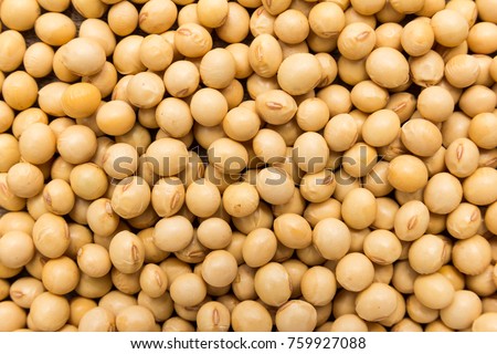 Glycine max is scientific name of Soybean legume. Also known as Soya Bean and Soja. Closeup of grains, background use.
