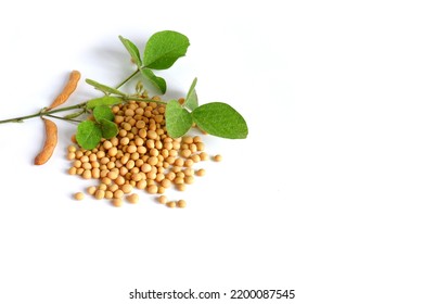 Glycine Max. Soy. A Fresh Green Plant With A Stem, Leaves, Pods, Beans And Ripe Grains On A White Background.