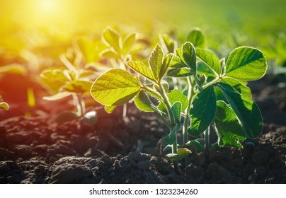 Glycine max, soybean, soya bean sprout growing soybeans on an industrial scale. Products for vegetarians. Agricultural soy plantation on sunny day. An untreated field with weeds.
