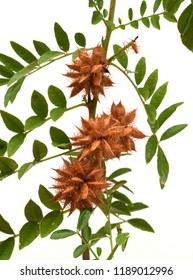 Glycyrrhiza Glabra, Plant