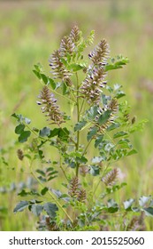 Glycyrrhiza uralensis. Urallicorice auf einer Wiese im Altai-Gebiet im Süden Sibiriens