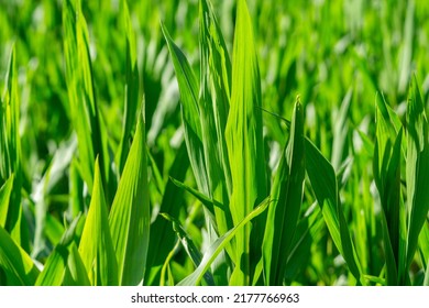 GM Corn Plant In The Sunlight