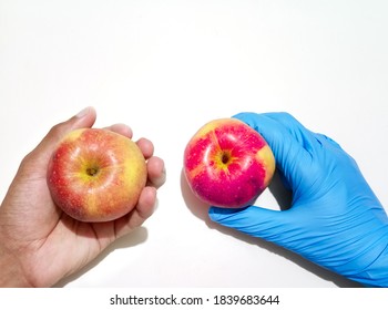 GM Crops Concept. GMO Apple And Normal Healthy Apple Carrying On Hand Isolated 