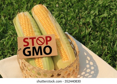 gmo concept