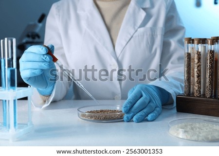 GMO concept. Scientist dripping something onto buckwheat grains at white table in laboratory, closeup