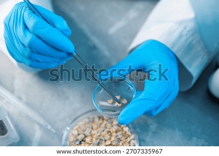 GMO concept. Scientist working with sample of oats at table, closeup