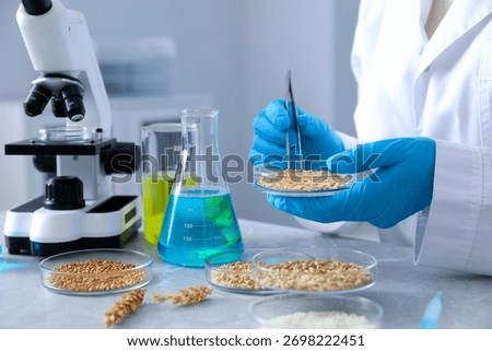 GMO concept. Scientist working with samples of different grains in Petri dishes at table in laboratory, closeup