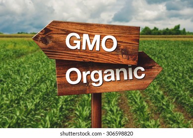 Gmo or Organic Farming Wooden Direction Sign in Agricultural Field