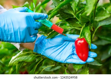 GMO and pesticide modification. Scientist in gloves injecting pepper with red fertilizer. GMO scientist injecting liquid from syringe into red pepper - genetically modified food concept