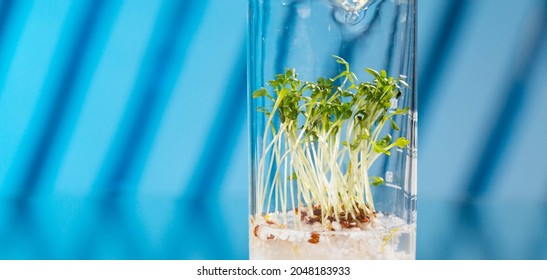 GMO Plant In Biological Laboratory