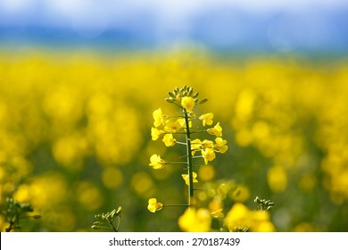 GMO Rapeseed Plant On A Huge Field For Production Of Biodiesel, Close-up