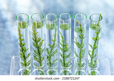 GMO : samplings of genetically modified plants growing inside test