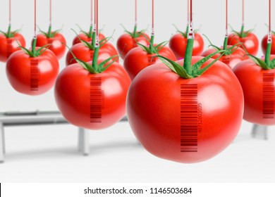 GMO Tomatoes. Genetically Modified Food Concept. Tomatoes Artificially Produced In Laboratory With Hormones. With Bar Code (fake Bar Code).