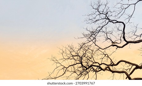 Gnarled, bare tree branches create a striking silhouette against a beautiful gradient sky of warm orange and cool blue, likely at sunrise or sunset.


