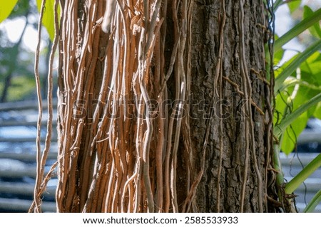 The gnarled bark of a tree is intertwined with a network of delicate vines, creating a visually striking and textured pattern. The contrast between the rough bark and the smooth vines draws the eye.