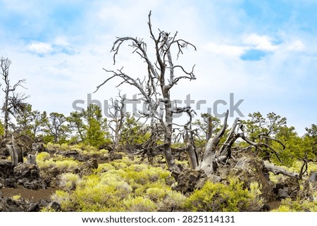 Gnarled dead limber pine tree along Devils Orchard Nature Trail in Craters of the Moon National Monument and Preserve near Arco Idaho