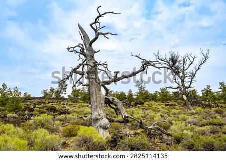 Gnarled dead limber pine tree along Devils Orchard Nature Trail in Craters of the Moon National Monument and Preserve near Arco Idaho
