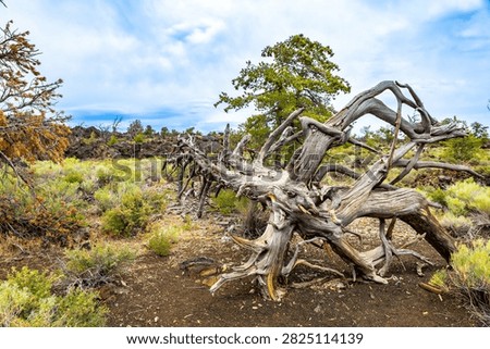 Gnarled dead limber pine tree along Devils Orchard Nature Trail in Craters of the Moon National Monument and Preserve near Arco Idaho