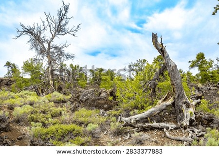 Gnarled dead limber pine tree along Devils Orchard Nature Trail in Craters of the Moon National Monument and Preserve near Arco Idaho