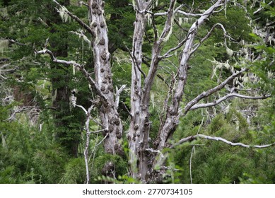 Gnarled Dead Tree Trunk With Bare Branches In A Dense Green Chilean Forest