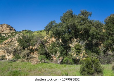 Gnarled Oak Trees Stand In Grassy Valley Near Santa Clarita California.