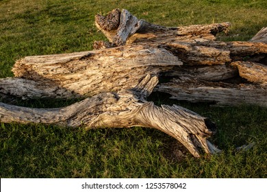 Gnarled old tree - Shutterstock ID 1253578042