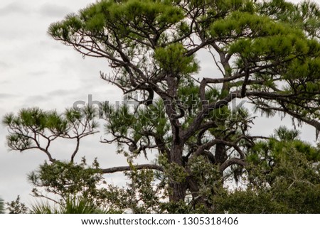 Gnarled old tree