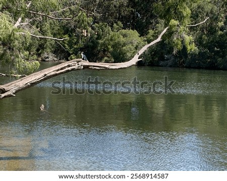 Similar – Image, Stock Photo A gnarled old tree on a hill in the evening with a view over the city