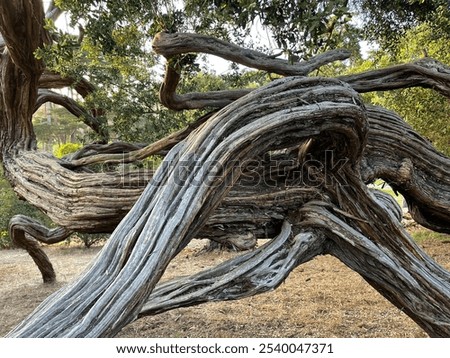 Similar – Image, Stock Photo A gnarled old tree on a hill in the evening with a view over the city