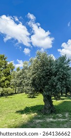 Gnarled olive tree under cerulean sky whispers Mediterranean tales, evoking Easter bloom and World Biodiversity Day grace