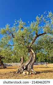 Gnarled olive tree in a withered field in Italy, Apulia