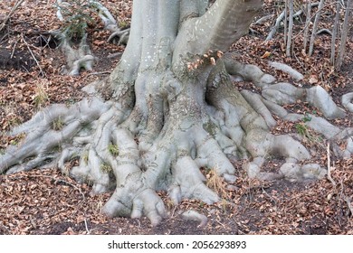 Gnarled roots of a tree. Symbol for a strong foundation, strength and heritage.