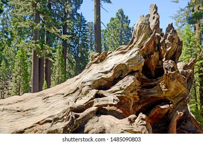 822 Gnarled stump Images, Stock Photos & Vectors | Shutterstock