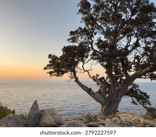 A gnarled tamarix tree frames the sun over the Aegean Sea on Ikaria Island, Greece. Α stone wall and warm coastal twilight.