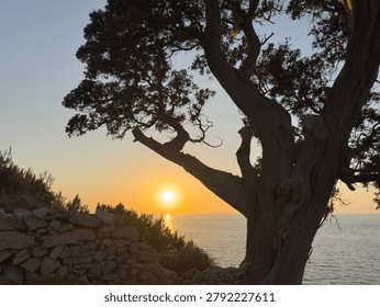 A gnarled tamarix tree frames the sun over the Aegean Sea on Ikaria Island, Greece. Α stone wall and warm coastal twilight.