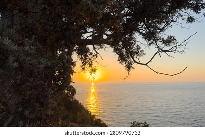 A gnarled tamarix tree frames the sun over the Aegean Sea on Ikaria Island, Greece. Warm coastal twilight.
