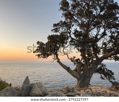 A gnarled tamarix tree frames the sun over the Aegean Sea on Ikaria Island, Greece. Α stone wall and warm coastal twilight.