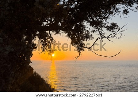 A gnarled tamarix tree frames the sun over the Aegean Sea on Ikaria Island, Greece. Warm coastal twilight.