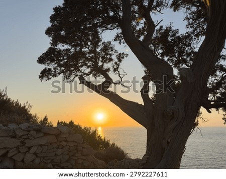 A gnarled tamarix tree frames the sun over the Aegean Sea on Ikaria Island, Greece. Α stone wall and warm coastal twilight.