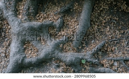 Gnarled tree roots interweaving on the earth surface in summer park.