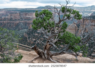 A gnarled tree stands on a rocky outcrop overlooking a vast canyon landscape, showcasing rugged cliffs and lush greenery in the background. - Powered by Shutterstock