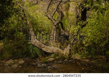 Gnarled tree trunk by a small freshwater stream in a dense green forest landscape