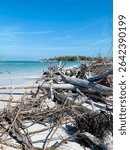 Gnarled tree trunks and tangled roots lie scattered along  Longboat Key, creating striking natural forms against the calm Gulf waters and bright Florida sky.