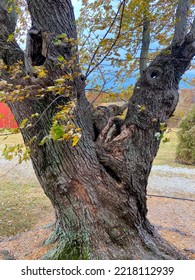 Gnarled And Twisted  Old Tree