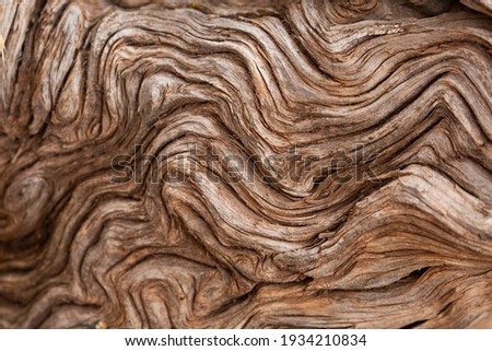 A gnarled twisted piece of wood with the bark worn away shows some beautiful texture.
