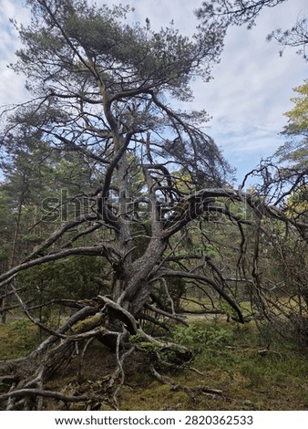 A gnarled and weathered pine tree stands in the middle of a forest.