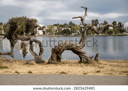 Gnarled and weathered tree with dramatically twisted branches along the shoreline of Lake Merritt in Oakland, California, with the lake and urban neighborhood visible in the background.