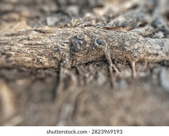 Gnarled weathered tree root with knot resembling an eye. Detailed distressed bark texture with bokeh background. Fantasy organic wood.