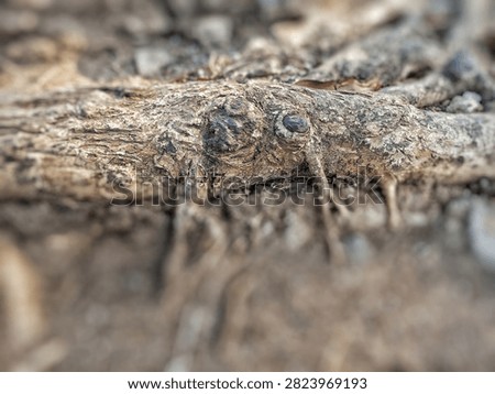Gnarled weathered tree root with knot resembling an eye. Detailed distressed bark texture with bokeh background. Fantasy organic wood.